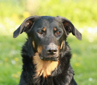 Du perouet - bientôt des chiots