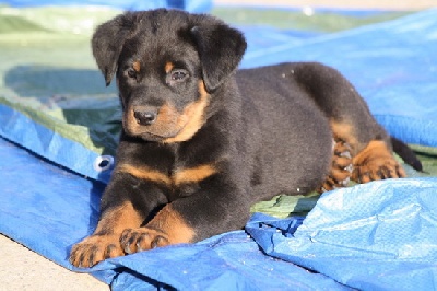 Du perouet - Les chiots sont partis