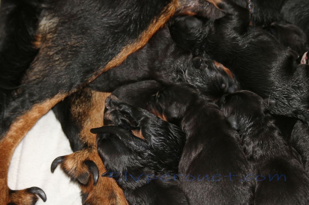 Des chiots à réserver 