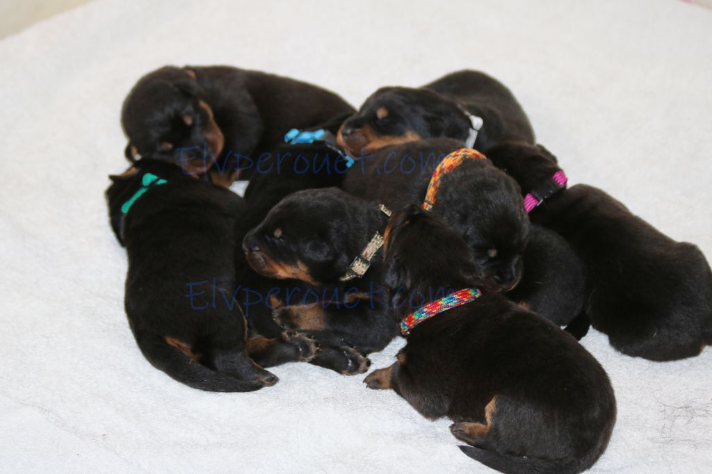 Du perouet - Chiots disponibles - Berger de Beauce